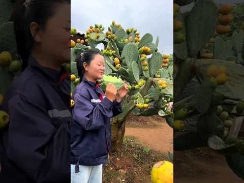 The simple way to enjoy a cactus young leaf #plants #foodie #fruit