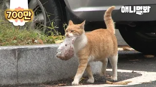 (감동 실화) 매일 봉지 도시락 배달하는 고양이 동숙이..ㅣCat That Delivers Bag of Food Every Day.. (True Story)