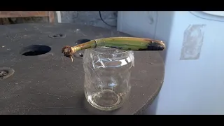 Como salvar o seu bulbo de cattleya sem raízes e sem broto nenhum