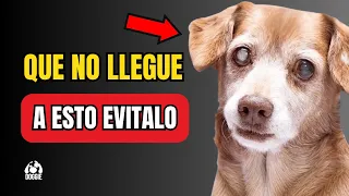¿Ojos Nublados? Cómo Prevenir la Ceguera en tu Perro Naturalmente