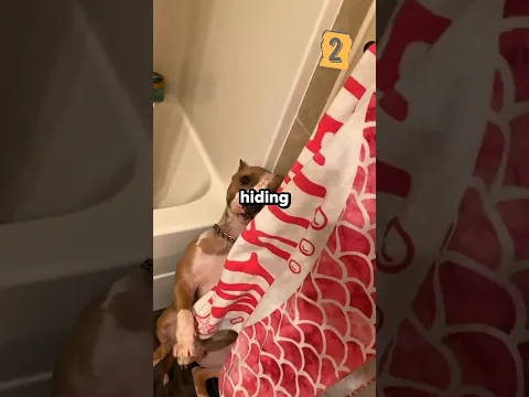 Dogs Are Too Good at Hide and Seek 😂🐶 #shorts #dog