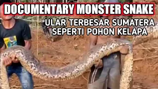 Snake python ular terbesar 7 meter  #ularpiton #ularterbesar #panji