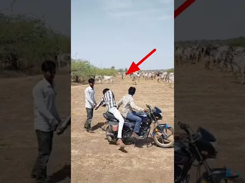ये बेजुबान जानवर अपने मालिक से कितना प्यार ♥️ करता है देख लो 🥺 #shorts