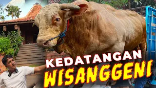 VIRAL ...❗PENURUNAN SAPI RAKSASA WISANGGENI DI JOGLO DEHAKIMS..❗