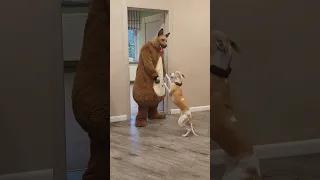 Tanya brings balloons to funny dogs