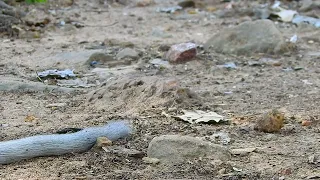 Get ready to see the most adorable baby animals ever!