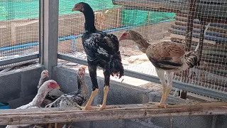 เลี้ยงไก่ยักษ์บราซิล ตอนนี้อยู่ในการทดลองเลี้ยงและขยายสายพันธุ์  ไปรับชมกันเลยครับ