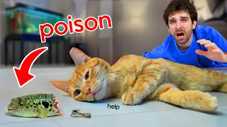 My Kitten Ate My POISONOUS PufferFish... (SAD)