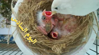 مراحل نمو فراخ الكناري من الفقص حتى الفطام@yousef.A.thibeh