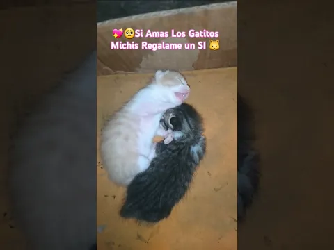 Quieres ser mi amiguito si 🥺🐱💖 #gatos #michis #consejosveterinarios #dog #perritos
