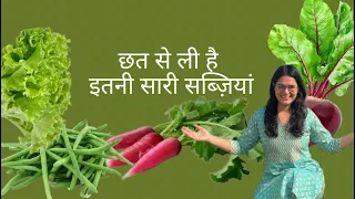 Harvesting winter vegetables | छत से इतनी सब्ज़िया