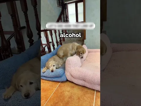 Border Collie duerme con dos Golden Retrievers