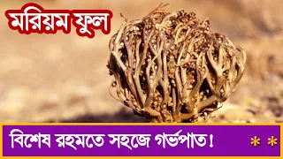 মরিয়ম ফুল । এর আশ্চর্য উপকারিতা সম্পর্কে আপনি জানেন কি? mayajaal | মায়াজাল | BD Documentary