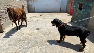 بوتشر يشوف خروف العيد لأول مره شوفوا عمل اي 😱