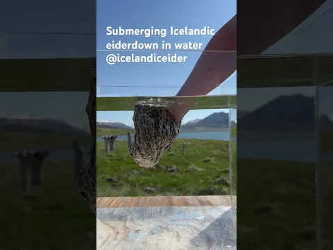 Sibmerging Icelandic eiderdown in water