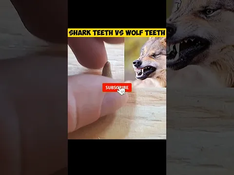 SHARK TEETH VS WOLF TEETH | WHO IS WIN