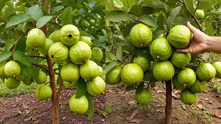 🌿Combination of grow healthy Guava, Mango Trees from Cuttings: A best Complete Tutorial