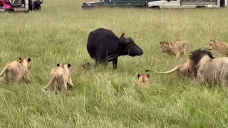 Tough battle between a pride of lions and a herd of buffaloes