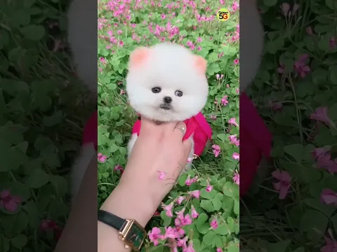 Teacup dog price in India | Pomeranian dog price | Pomeranian puppies #viral #shorts #tranding #dogs