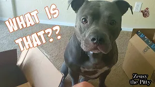 Pitbull Gets New Toy Dinosaur! Reaction Is Priceless Must Watch!!