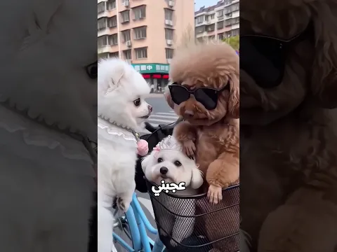 الكلبة حاولت تعاكسه... والرد كان صادم! 😂