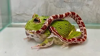 5 COBRAS Que Tentaram COMER os ANIMAIS ERRADOS!!