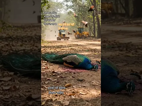 Hyderabad jungle #destroy #sad #sadstatus #shorts || बेजुबान जानवरों को बेघर किया जा रहा है