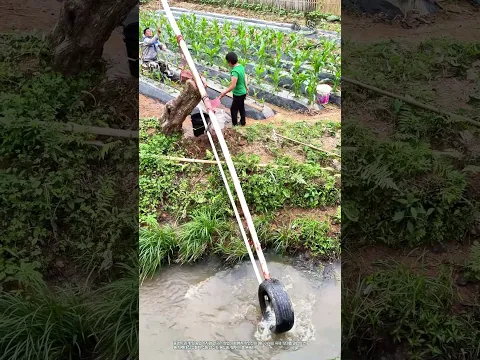 지렛대식 수동 양수기를 활용한 옥수수 농경지 정밀 관개 작업 #worker #process #irrigation #farming #water