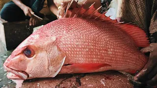 Amazing Man Great Cutting Skills | Giant Red Snapper Fish Cutting Skills Live In BD Fish Market