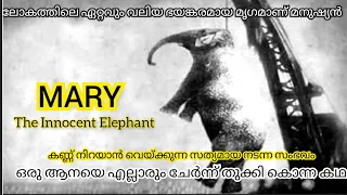 Emotional true story "Mary the elephant" യഥാർത്ഥ കഥ | mr malayali  | real story