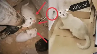 Mother cat howls begging human for help to rescue her trapped kittens