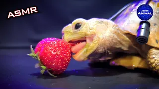 ASMR Mukbang Eating Strawberry 🍓 Turtle Tortoise 147