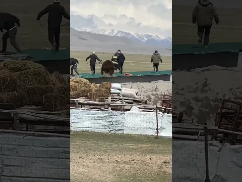 A brown bear suddenly barged into the yard 院子里突然闯进一只棕熊 一家人遭到棕熊袭击 #animal【跟着图尔去旅行】