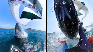 Whale Crash, Doppelganger Shock & Epic Reactions – You Won’t Believe This!
