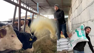 Anadoluda inekçilik nasıl yapılıyor inekleri besleme yöntemleri