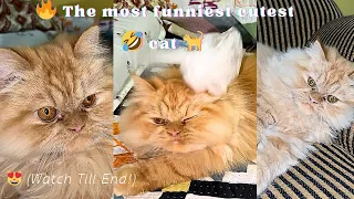 This Cute Cat’s Shopper Ball Obsession Will Steal Your Heart! 😻🎾 (Must Watch!)