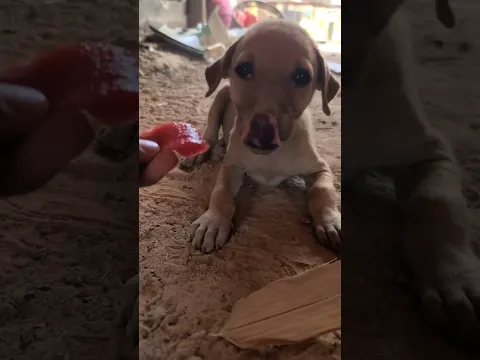 wow, puppies eating #sorts #shortvideo #youtubeshorts #animals Ep165
