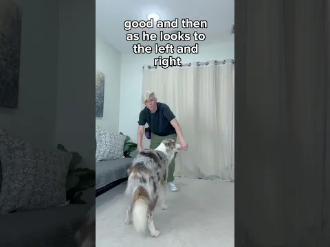 FASTEST easiest ways to train your dog to STAND from a SIT