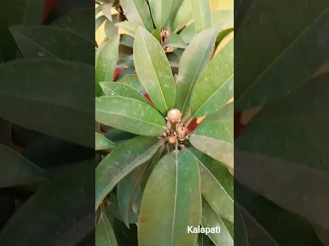 kalapati sobeda# 18018453