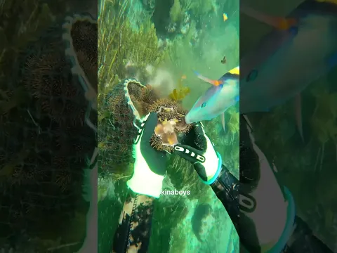 the fish rizz #kina #pestcontrol #asmr #freediving