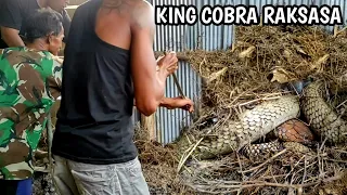 PENANGKAPAN ULAR KING COBRA RAKSASA DAN TERBESAR DI KALIMANTAN | ULAR | KING COBRA