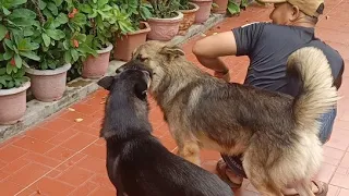 Love triangle