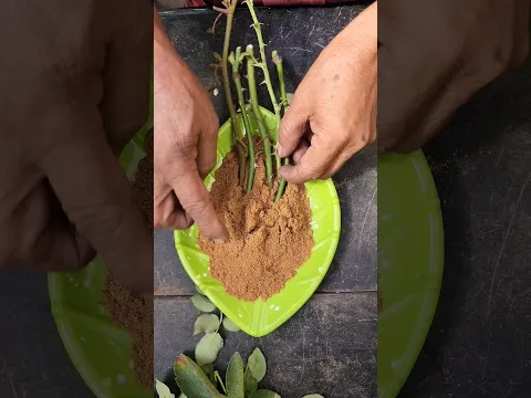 El Mejor Enraizante Casero para esquejes de Rosas y otras Plantas con el uso de la  Canela