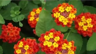 Лантана гулини копайтириш йоли?