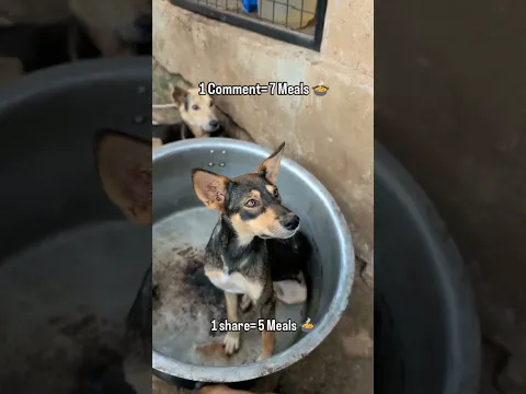 The bowls are empty,Donate please @TheodoraKarsas-bt2fx @isabeldasilva8779 #dogs #fypシ゚viral