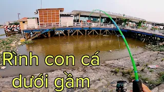 ✅ Thử thách câu cá sông Sài Gòn Bạch Đằng | DUY FISHING SAI GON