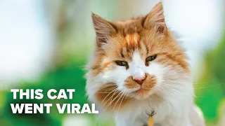 This cat has over 32 MILLION views...