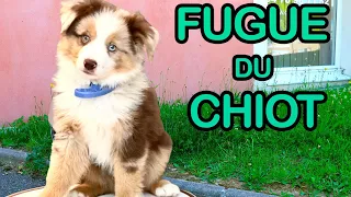 LA FUGUE du CHIOT! Angie La Crazy Série - ANGIE MAMAN 2.0