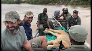 Gorongosa Lion Rescue