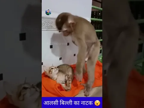 आलसी बिल्ली का नटखट 😇 | cat and monkey comedy | #shorts | #funnyvideo | #viral